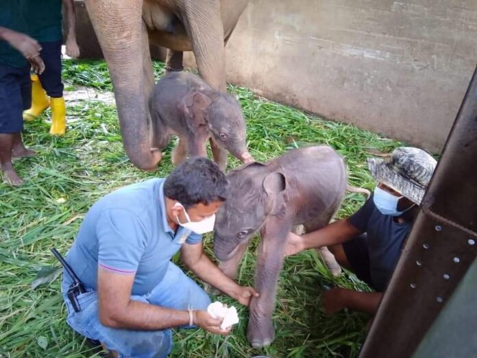 Historic twin elephant birth reported at Pinnawala