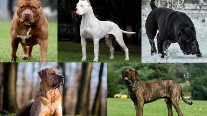 Government to ban on 23 dangerous dog breeds in India (Check Full List)