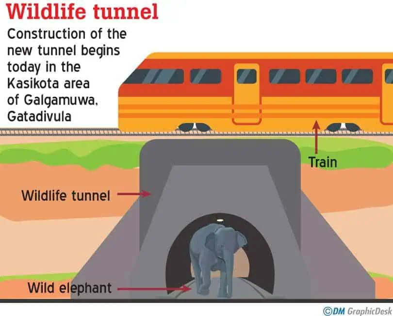 Sri Lanka Initiates Construction on First Wildlife Tunnel to Tackle Elephant-Train Collisions